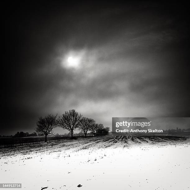 snow field - bare trees on snowfield stock pictures, royalty-free photos & images