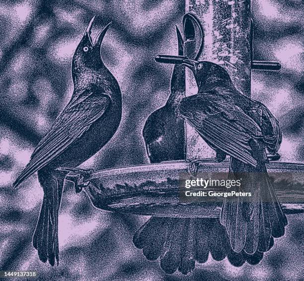 ilustrações de stock, clip art, desenhos animados e ícones de birds competing for food at bird feeder - territorial animal