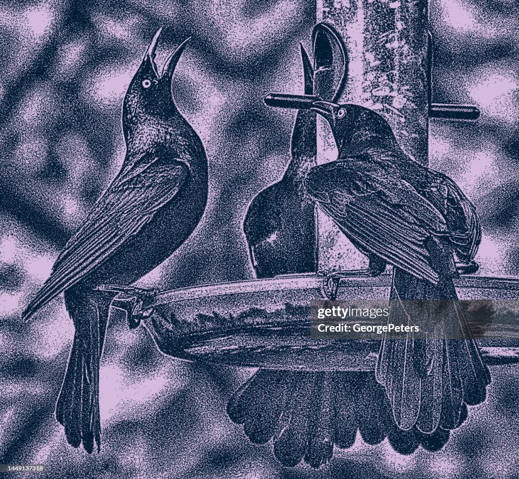 Bird Food Vector Birds Competing For Food At Bird Feeder High-Res Vector Graphic - Getty ...