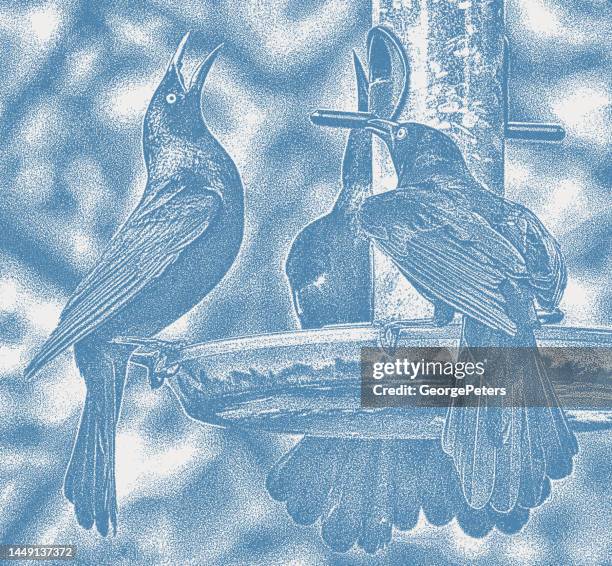 birds competing for food at bird feeder - old crow stock illustrations