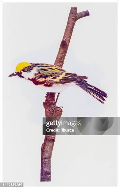 antique ornithology color image: chestnut sided warbler - chestnut tree stock illustrations