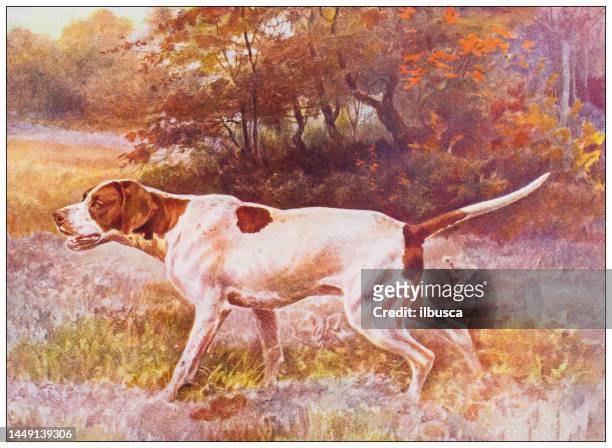 antike natur farbbild: pointer hund - apportierhund stock-grafiken, -clipart, -cartoons und -symbole