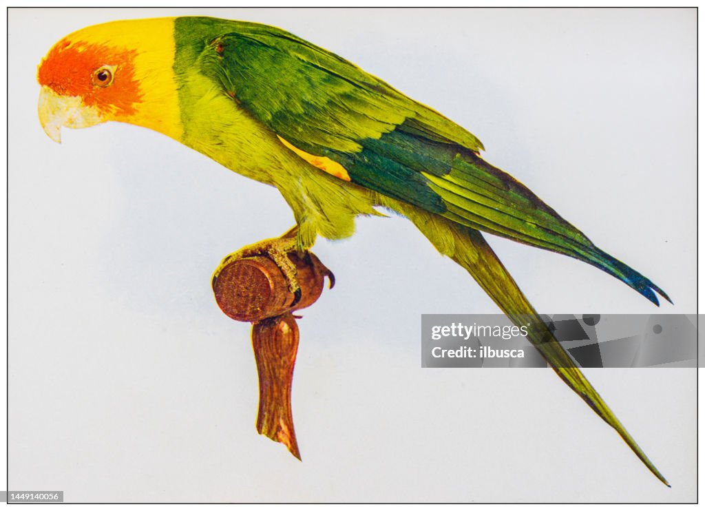 Antique ornithology color image: Carolina Paroquet