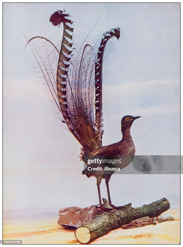 Imagen en color de ornitología antigua: Pájaro lira