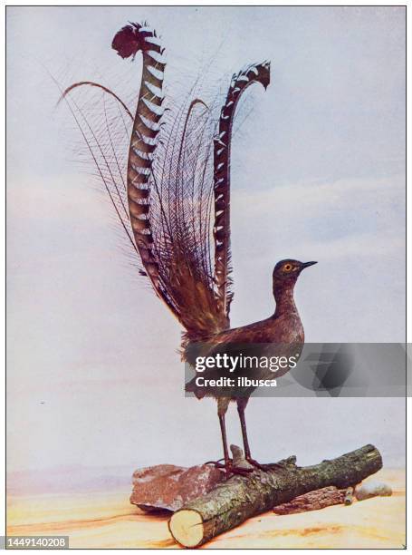 antique ornithology color image: lyre bird - lyre bird stock illustrations