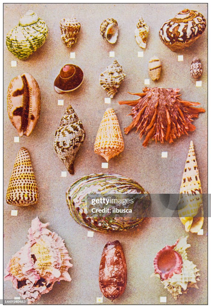 Shell Old Age Color Antique Nature Color Image Shells High-Res Vector Graphic - Getty Images