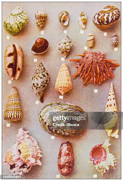 antique nature color image: shells - queen conch stock illustrations