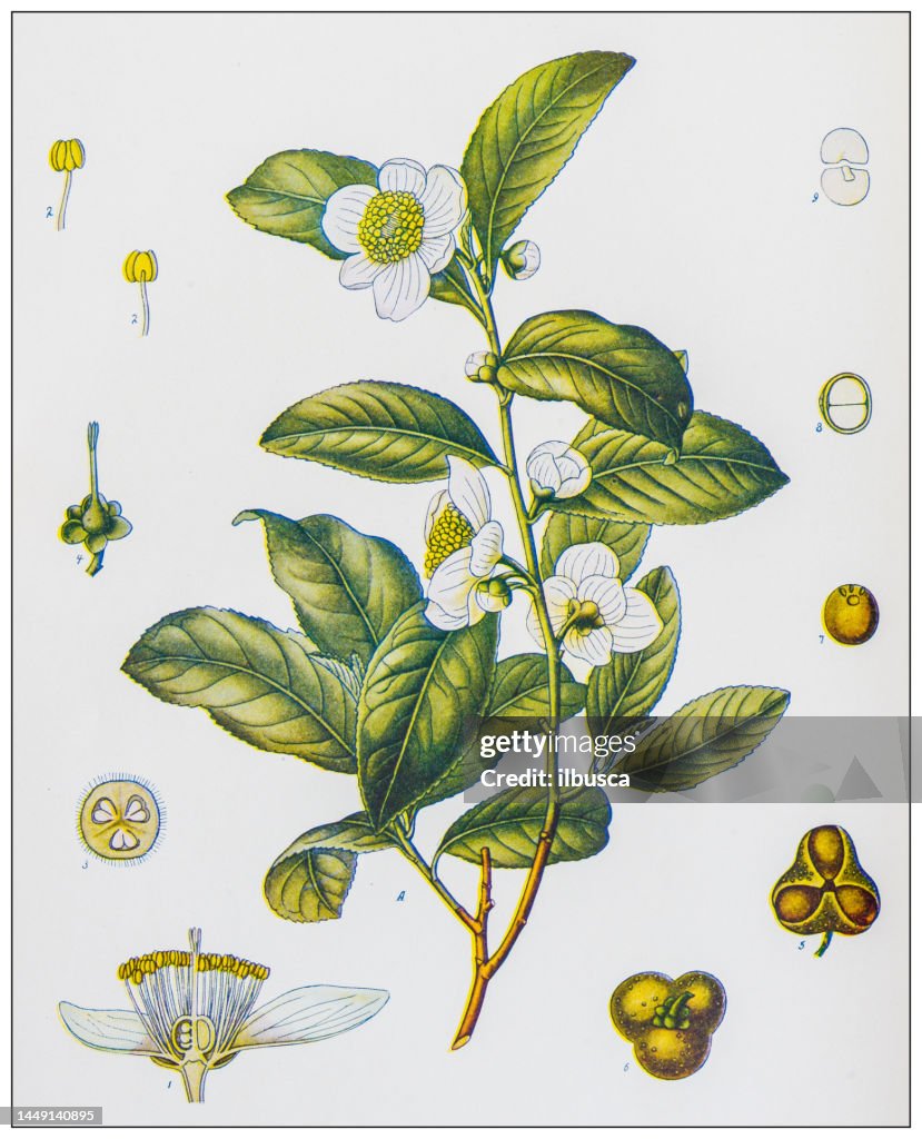Antique nature color image: Tea crop