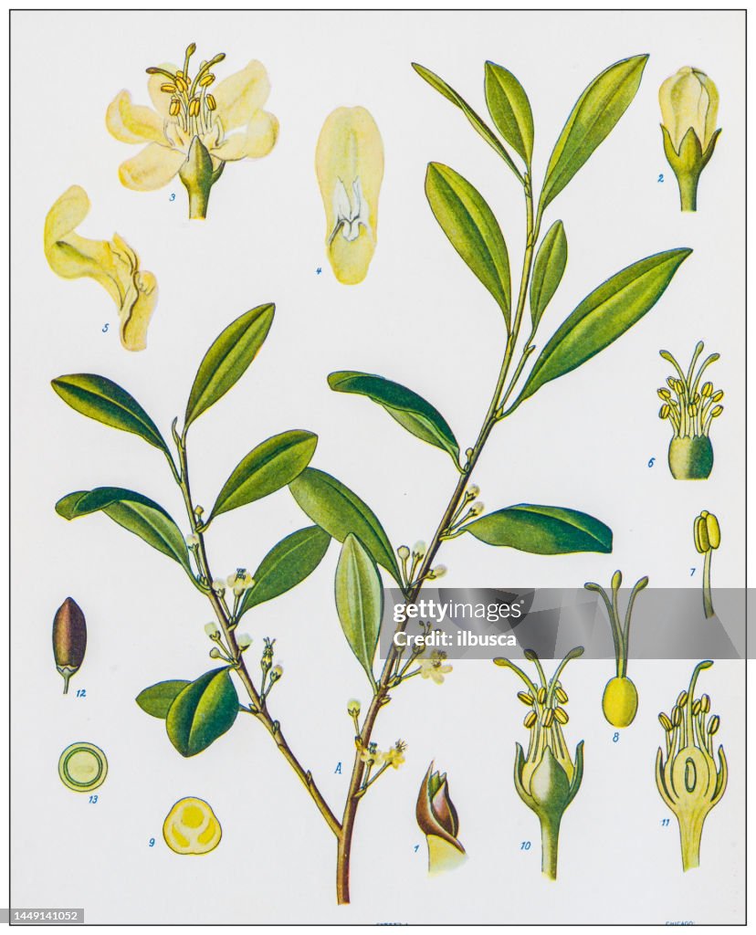 Antique nature color image: Erythroxylum coca