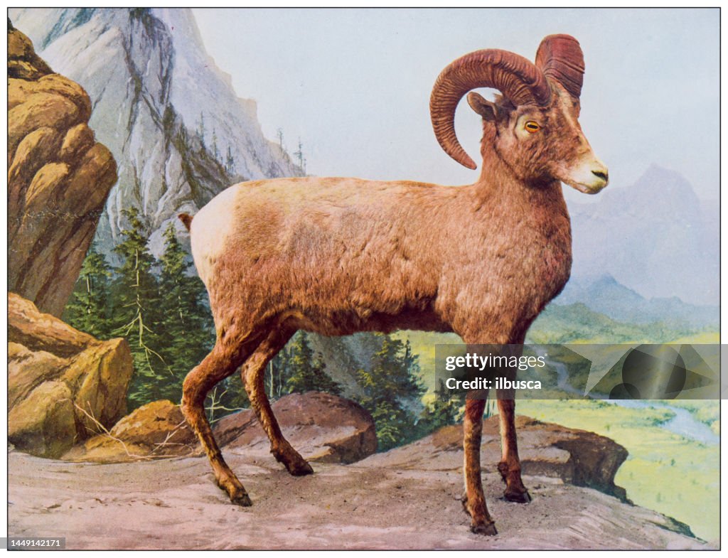 Antique nature color image: Mountain sheep