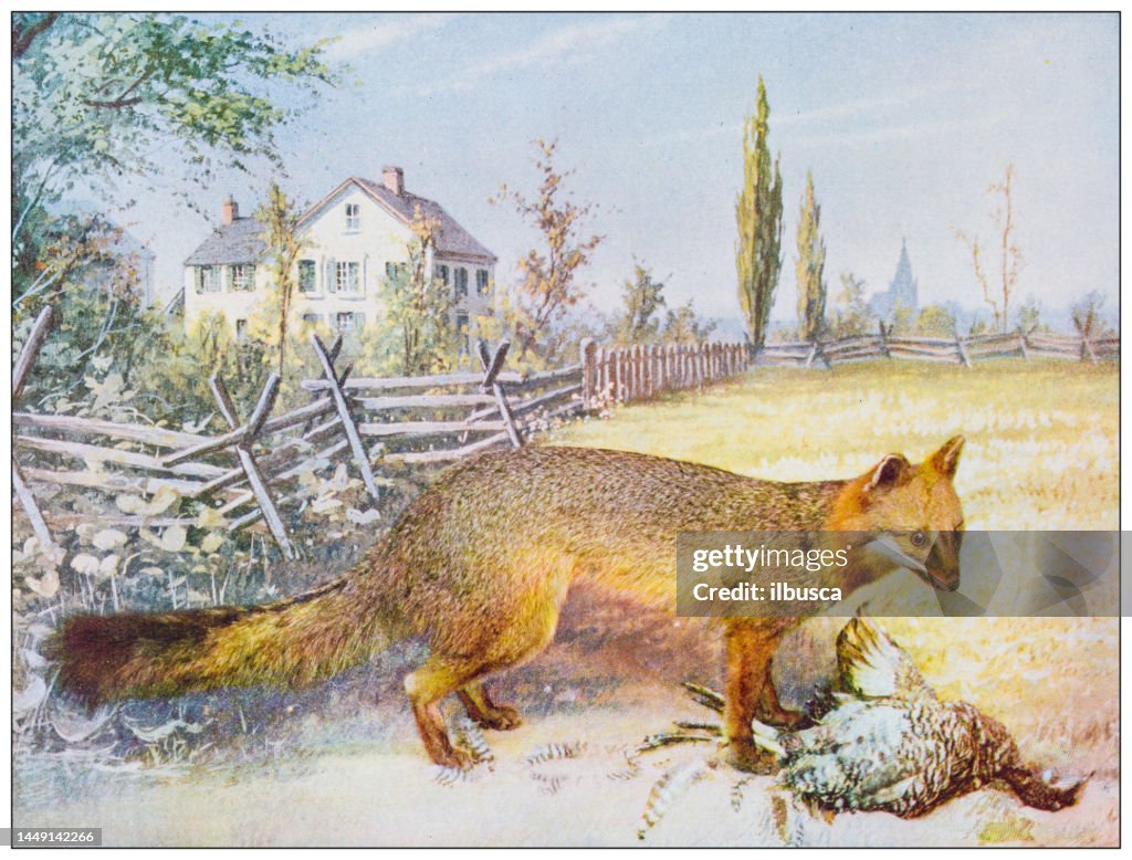 Antique nature color image: American Gray Fox