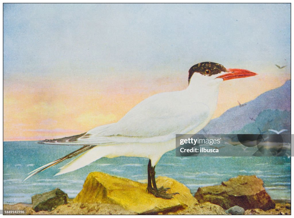 Antica ornitologia a colori immagine: Caspian Stern