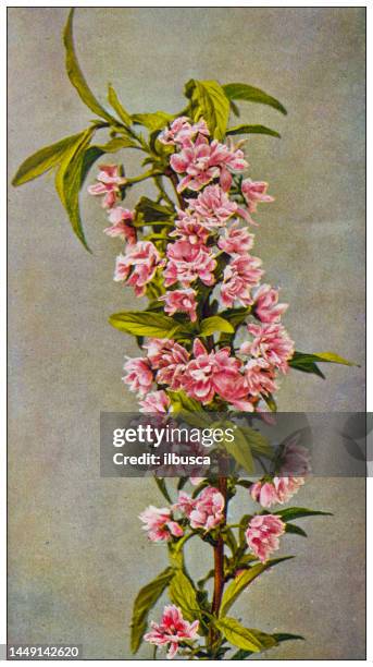 illustrations, cliparts, dessins animés et icônes de image couleur nature antique: amandier en fleurs - almond tree