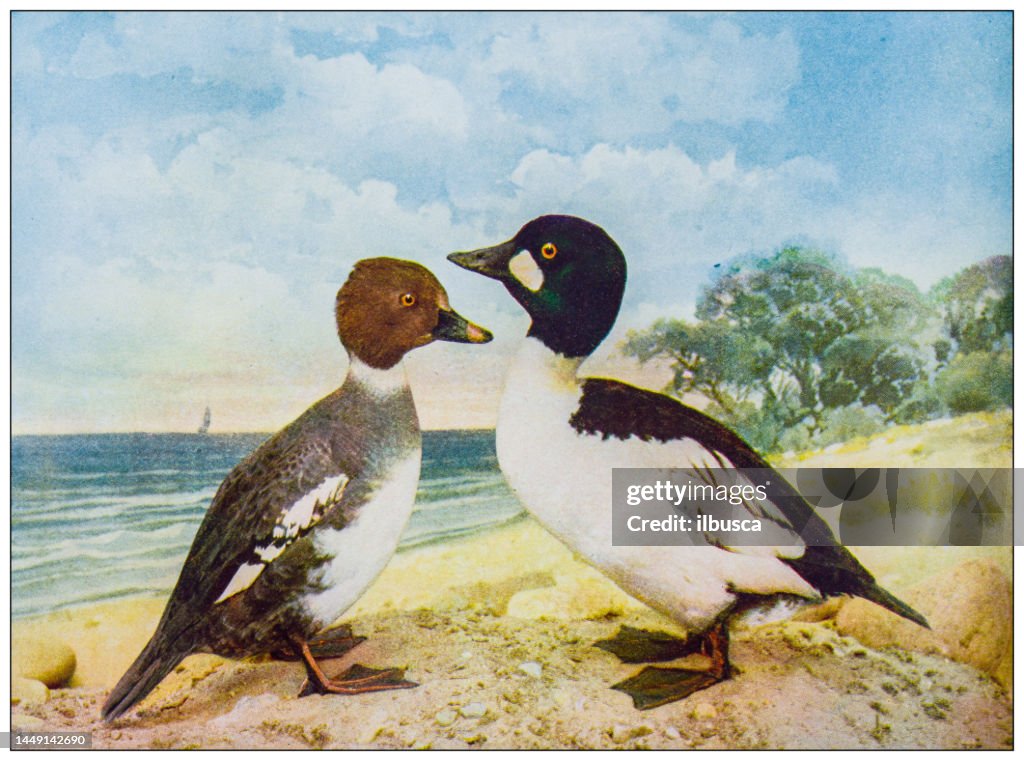 Antique ornithology color image: American Goldeneye