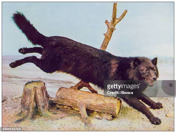 antique nature color image: black wolf - wild dog stock illustrations