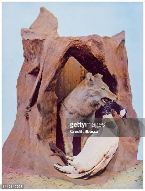 stockillustraties, clipart, cartoons en iconen met antique nature color image: coyote - ganzenvlees