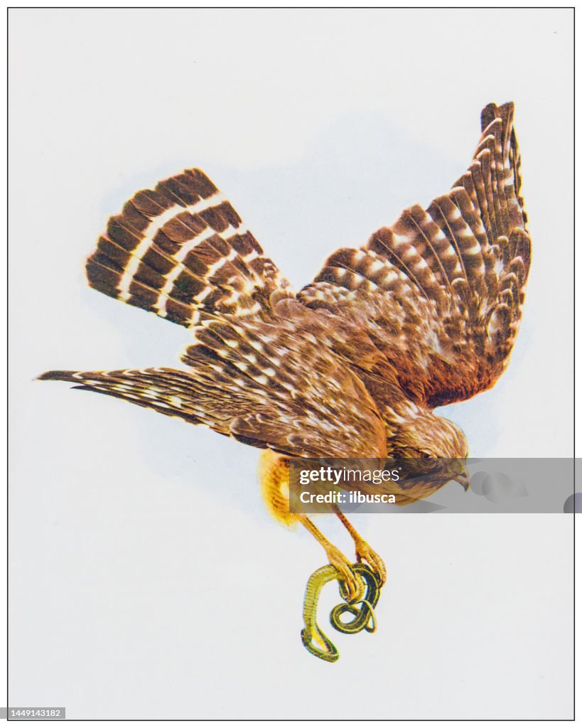 Antique ornithology color image: Red Shouldered Hawk