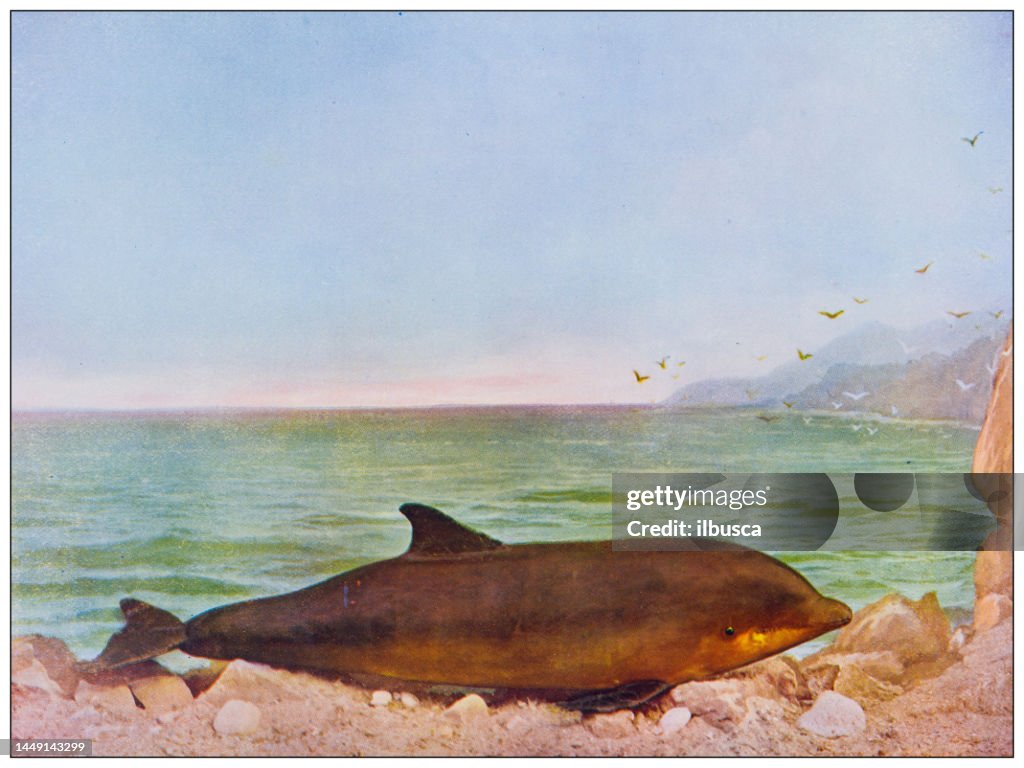 Antique nature color image: Bottle Nose Dolphin