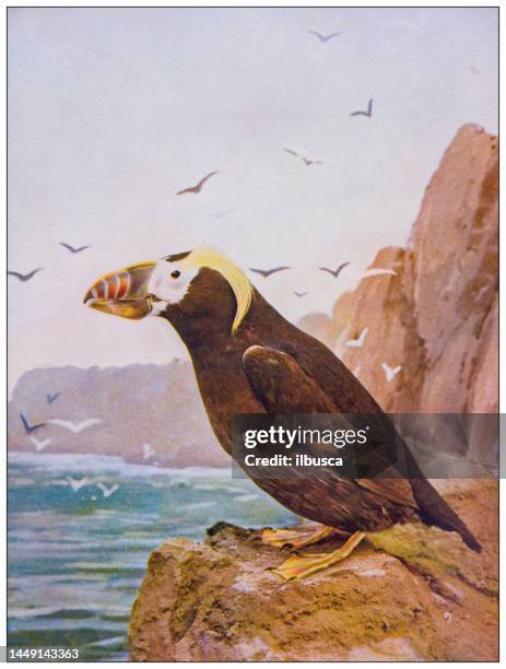 antique ornithology color image: tufted puffin - tufted puffin stock illustrations