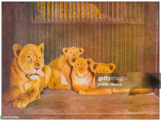 antique nature color image: lion - lion cub stock illustrations