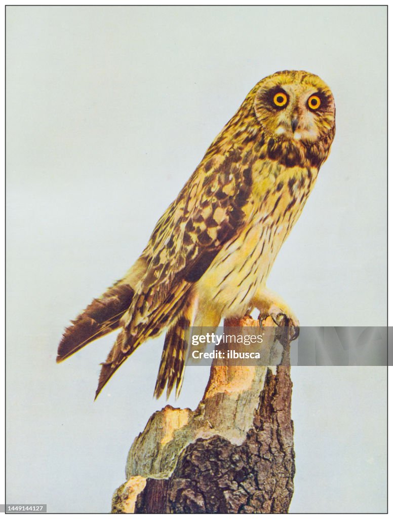 Antique ornithology color image: Short-Eared Owl