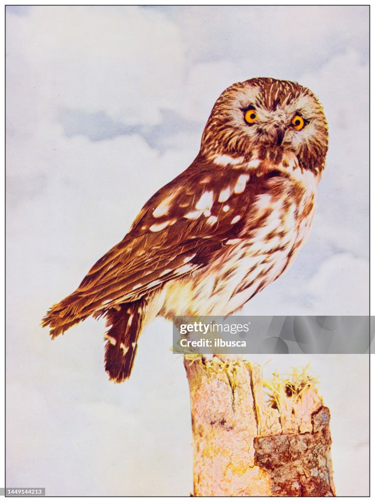 Antique ornithology color image: Saw-Whet Owl