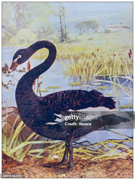 antique ornithology color image: black swan - black swans stock illustrations