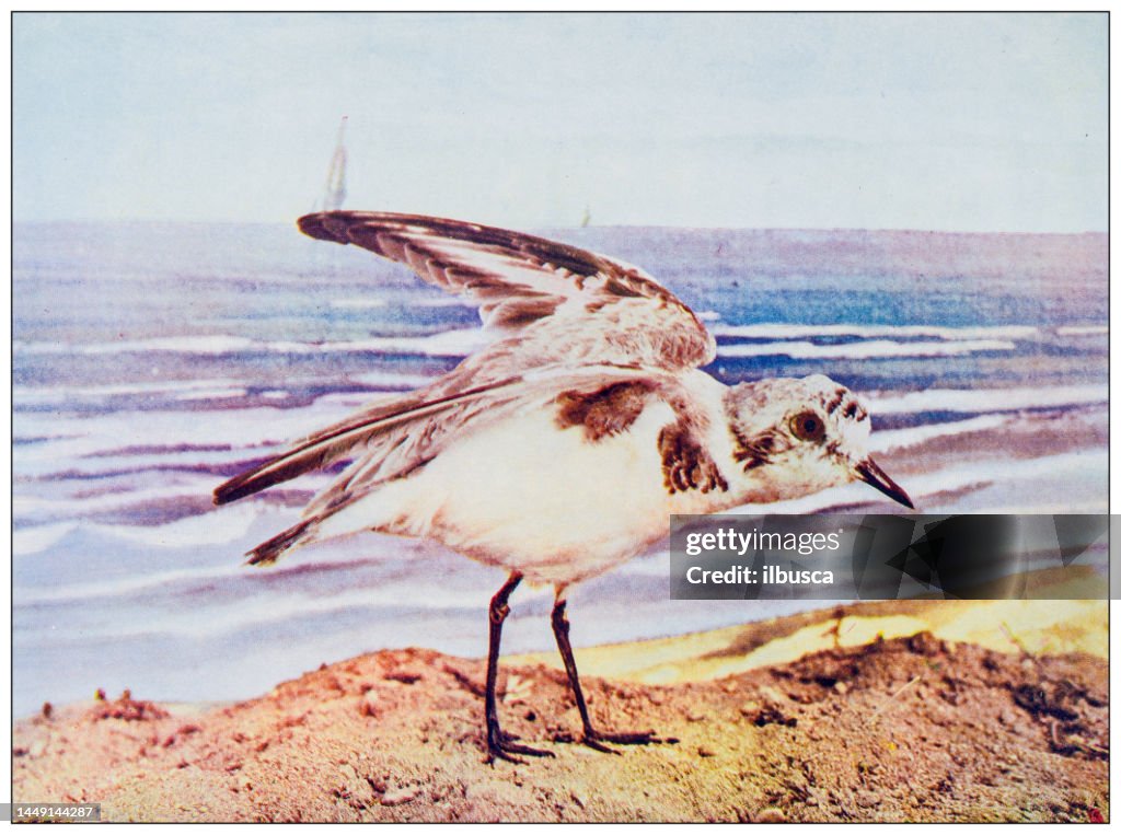 Antique ornithology color image: Snowy Plover