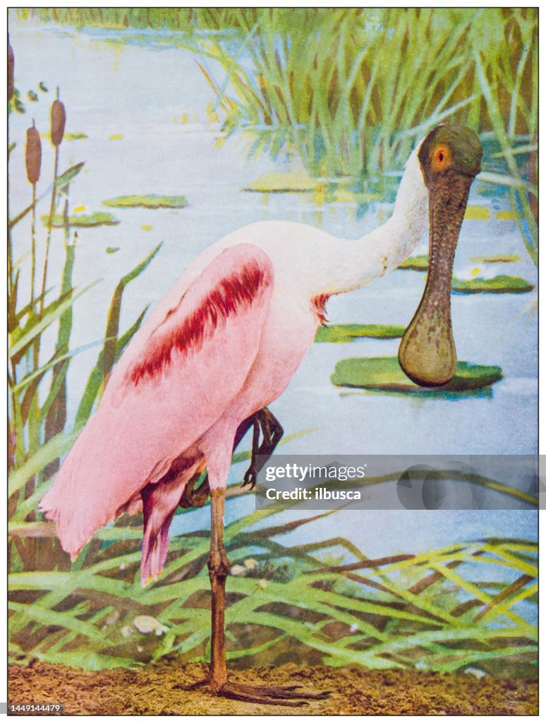 Antique ornithology color image: Roseate Spoonbill