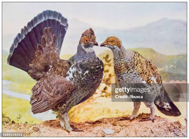 antique ornithology color image: dusky grouse - dusky grouse stock illustrations