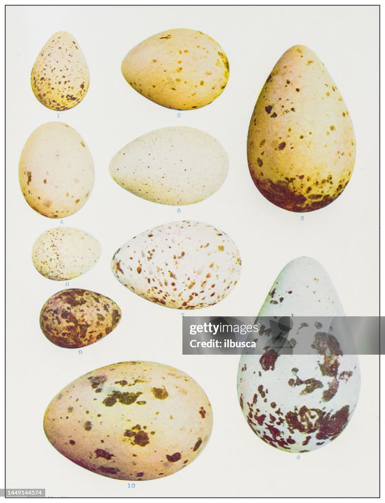 Antique ornithology color image: Bird eggs collection