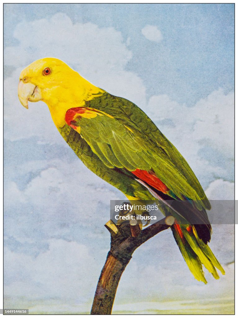 Imagen en color de ornitología antigua: Loro de cabeza amarilla doble