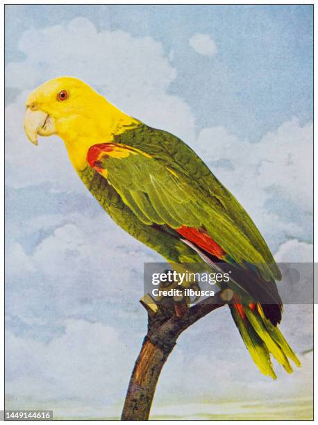 antique ornithology color image: double yellow headed parrot - yellow headed parrot stock illustrations