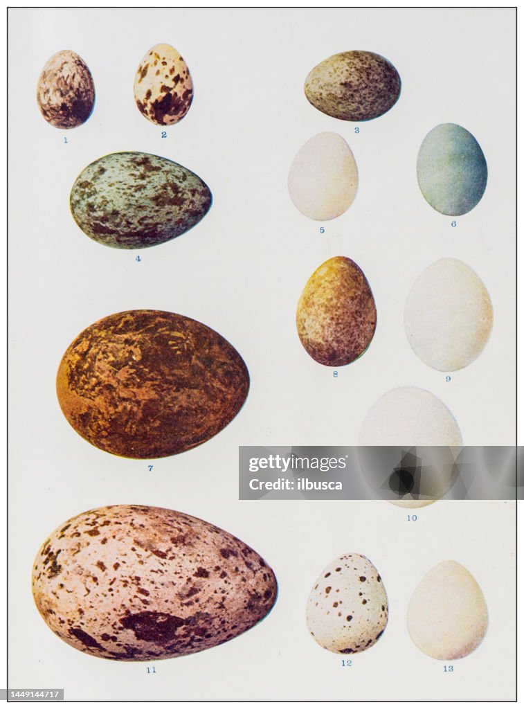Antique ornithology color image: Bird eggs collection