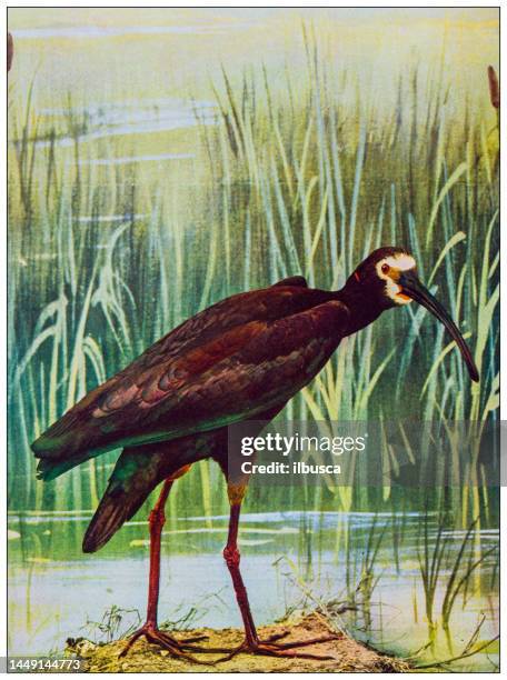 antique ornithology color image: white faced glossy ibis - white faced ibis stock illustrations