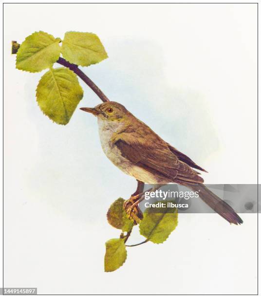 ilustraciones, imágenes clip art, dibujos animados e iconos de stock de imagen en color de ornitología antigua: nightingale - nightingale