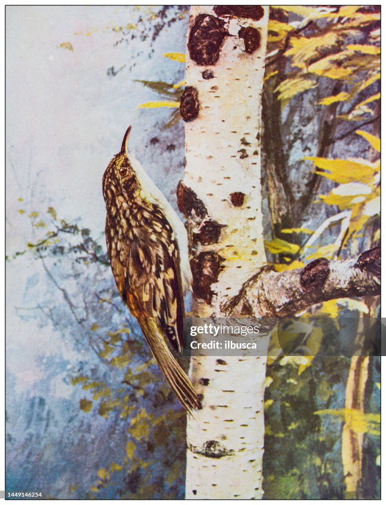 Antique ornithology color image: Brown Creeper