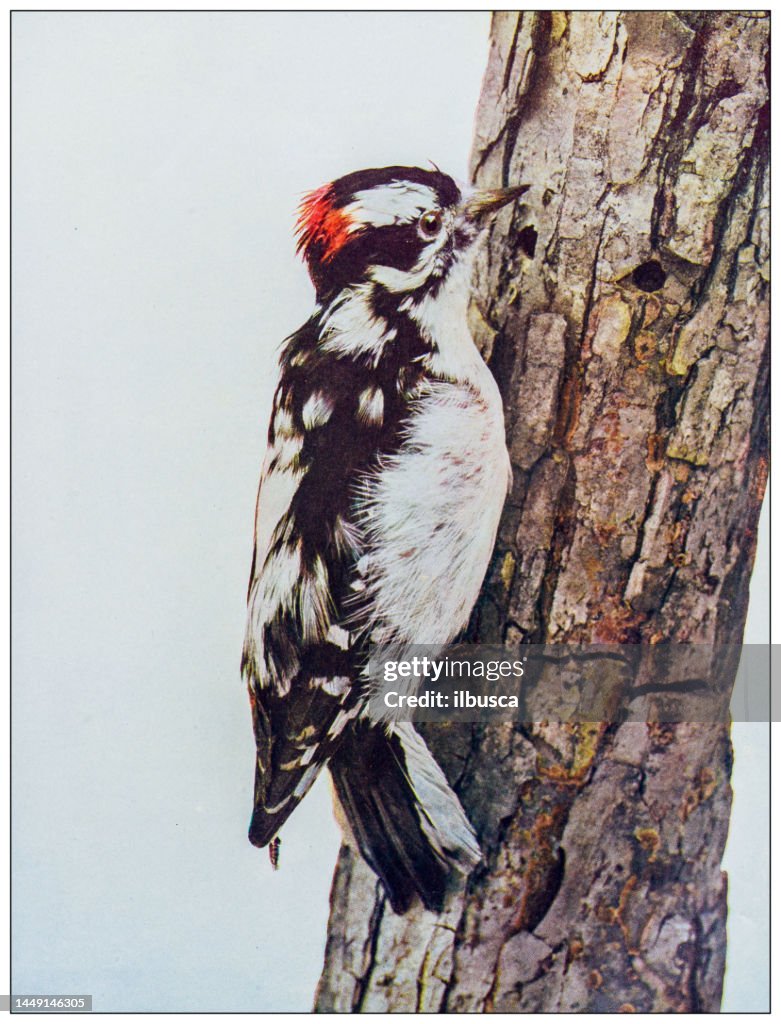 Antique ornithology color image: Downey woodpecker