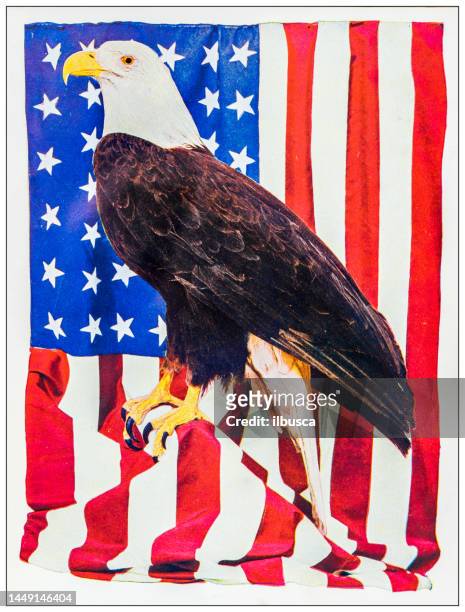 stockillustraties, clipart, cartoons en iconen met antique ornithology color image: american bald eagle - bald eagle with american flag