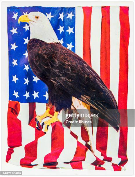 bildbanksillustrationer, clip art samt tecknat material och ikoner med antique ornithology color image: american bald eagle - american flag eagle