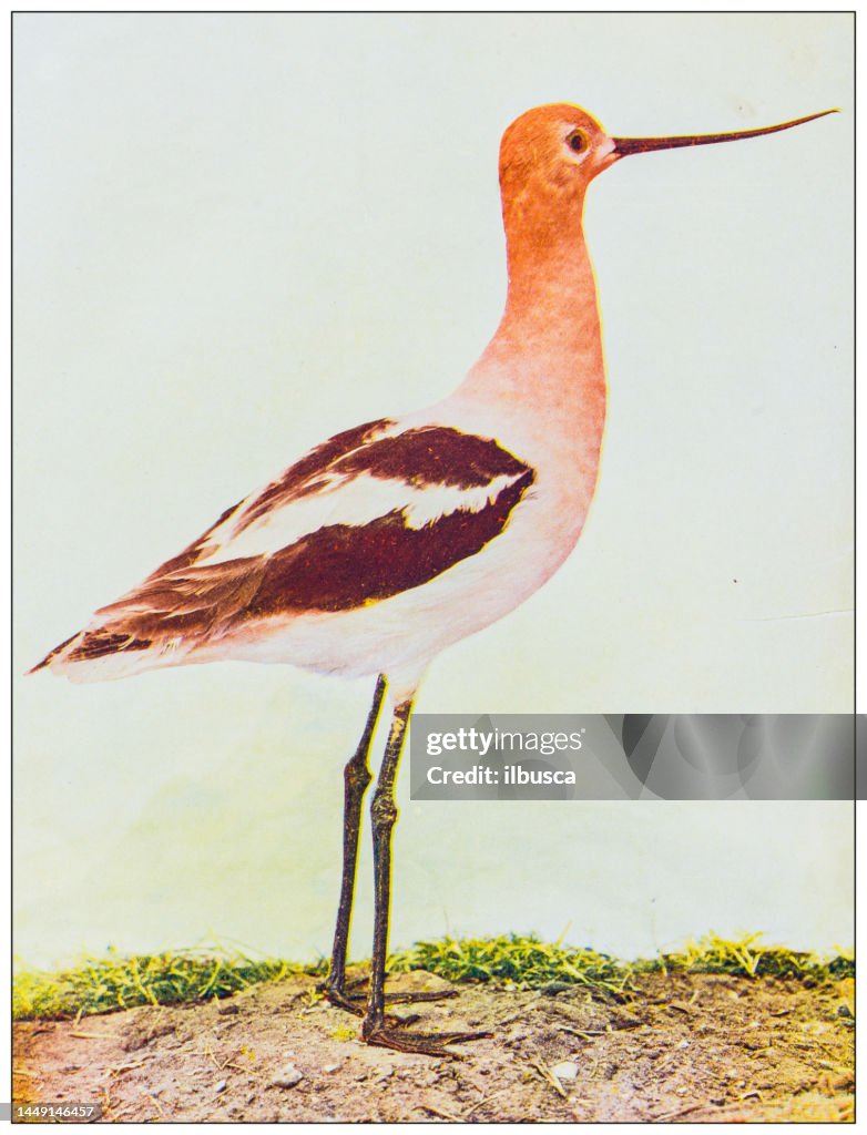 Antique ornithology color image: American Avocet