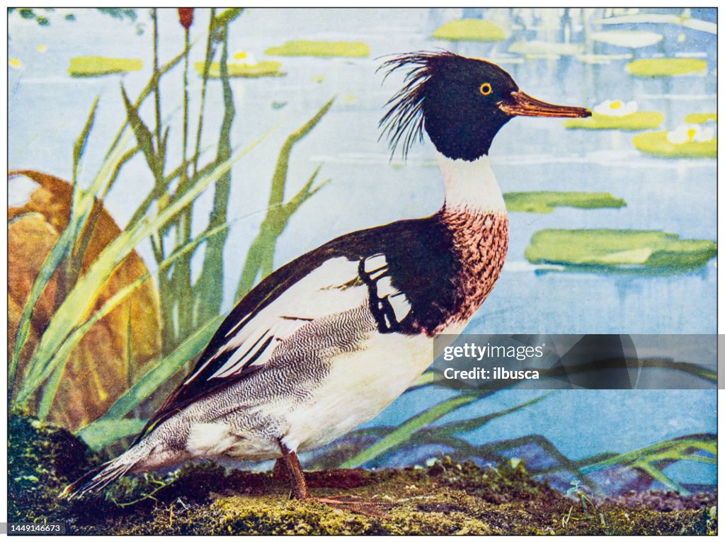 Antique ornithology color image: Red Breasted Merganser