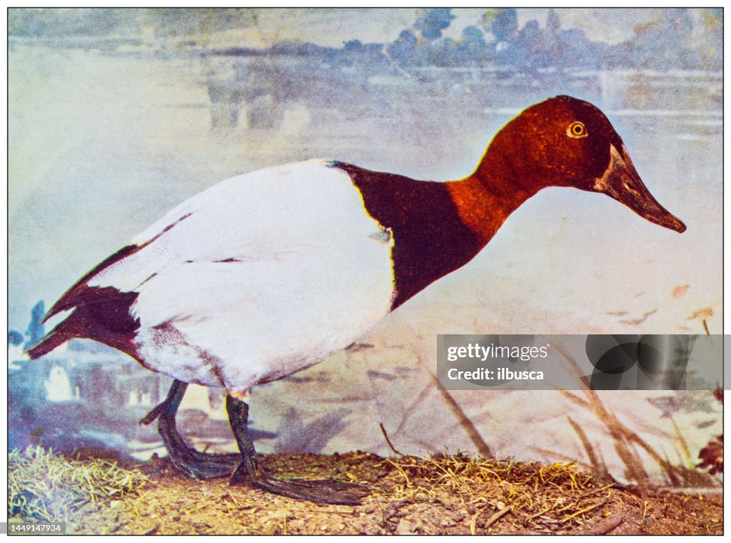 Antique ornithology color image: Canvasback Duck