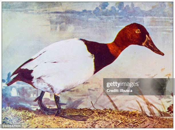 antique ornithology color image: canvasback duck - canvasback duck stock illustrations