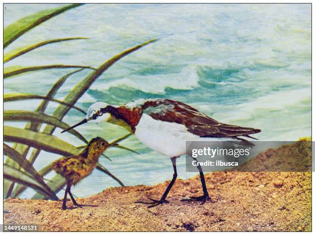 antique ornithology color image: wilsons phalarope - wilsons phalarope stock illustrations