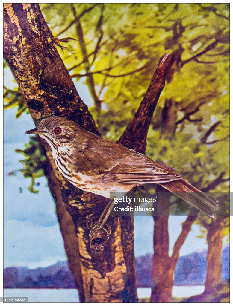 Antique ornithology color image: Hermit Thrush