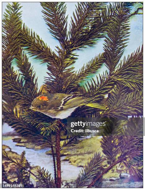 antique ornithology color image: ruby crowned kinglet - ruby crowned kinglet stock illustrations