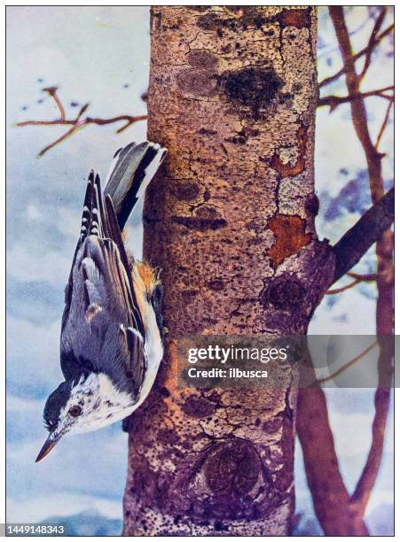 antique ornithology color image: white breasted nut hatch - white breasted nuthatch stock illustrations