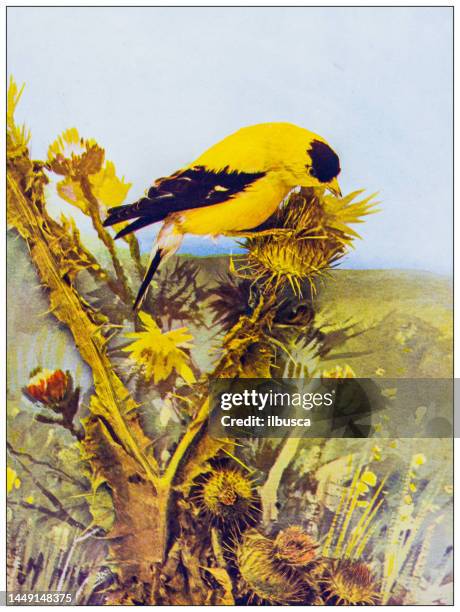 antique ornithology color image: goldfinch - carduelis carduelis stock illustrations