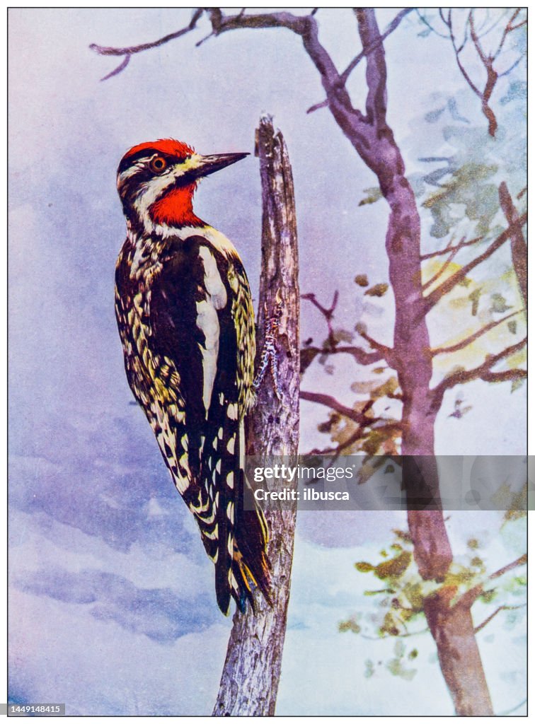 Antique ornithology color image: Yellow bellied sapsucker